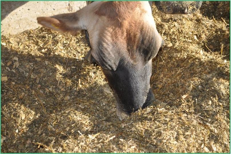 飼料中真菌毒素檢測試紙條