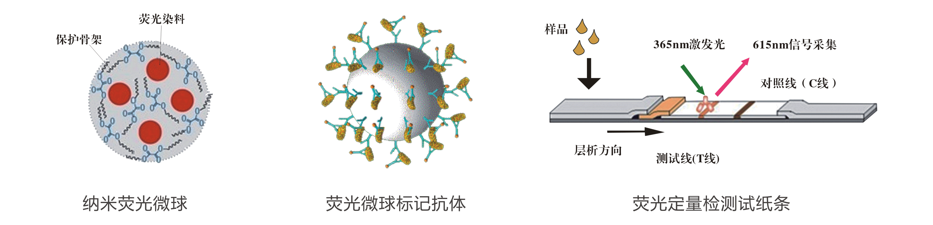 赭曲霉毒素A熒光定量快速檢測(cè)試紙條